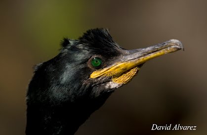 Re: Ya llegaron los cormoranes. 